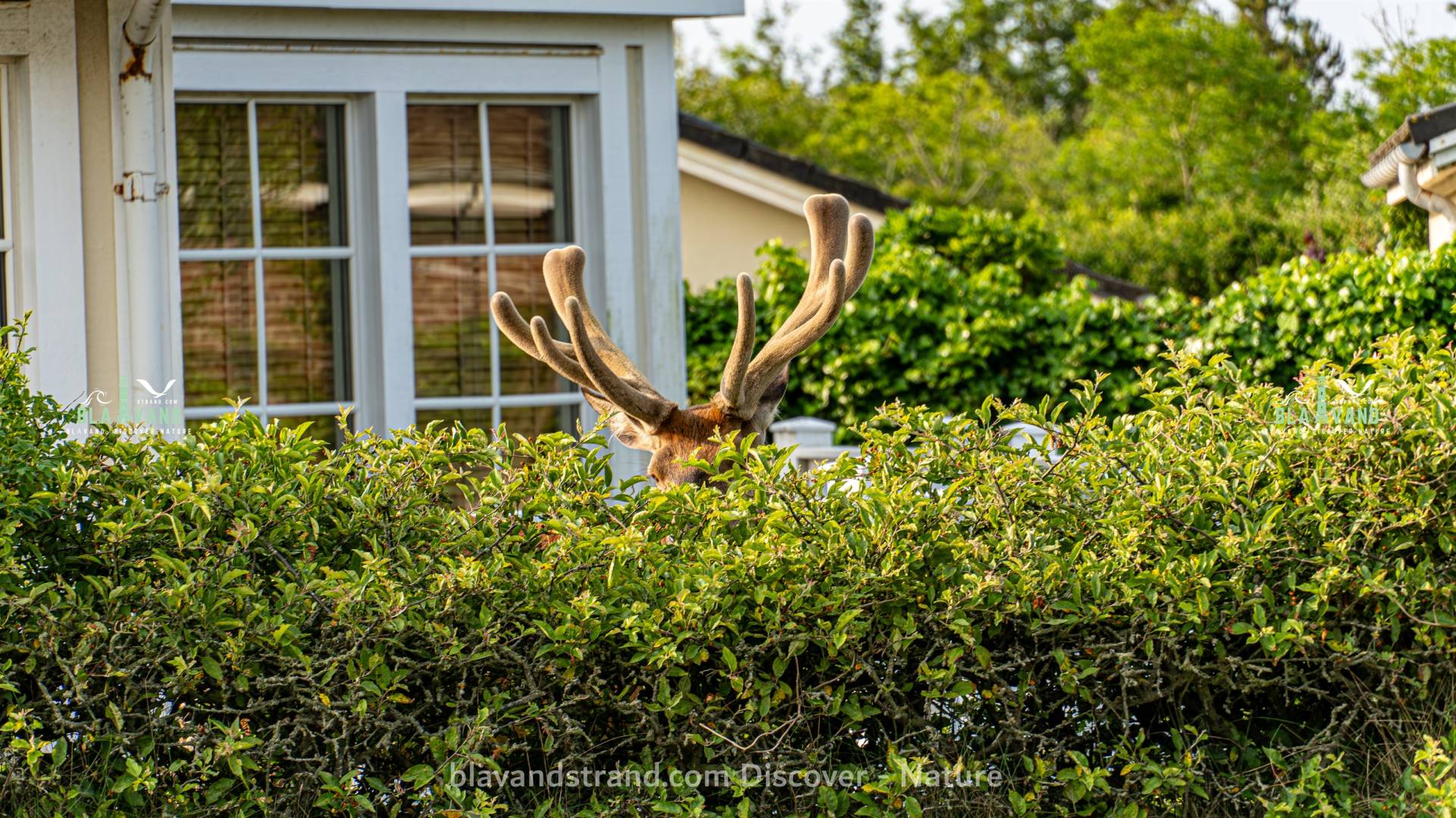 blavand strand blavand strand