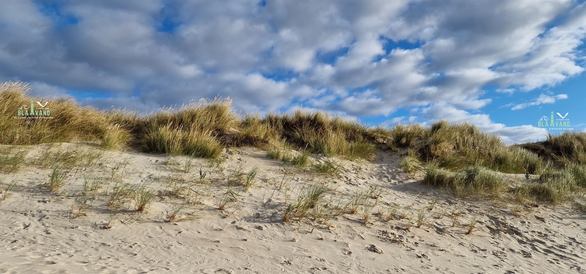 blavand natur dünen