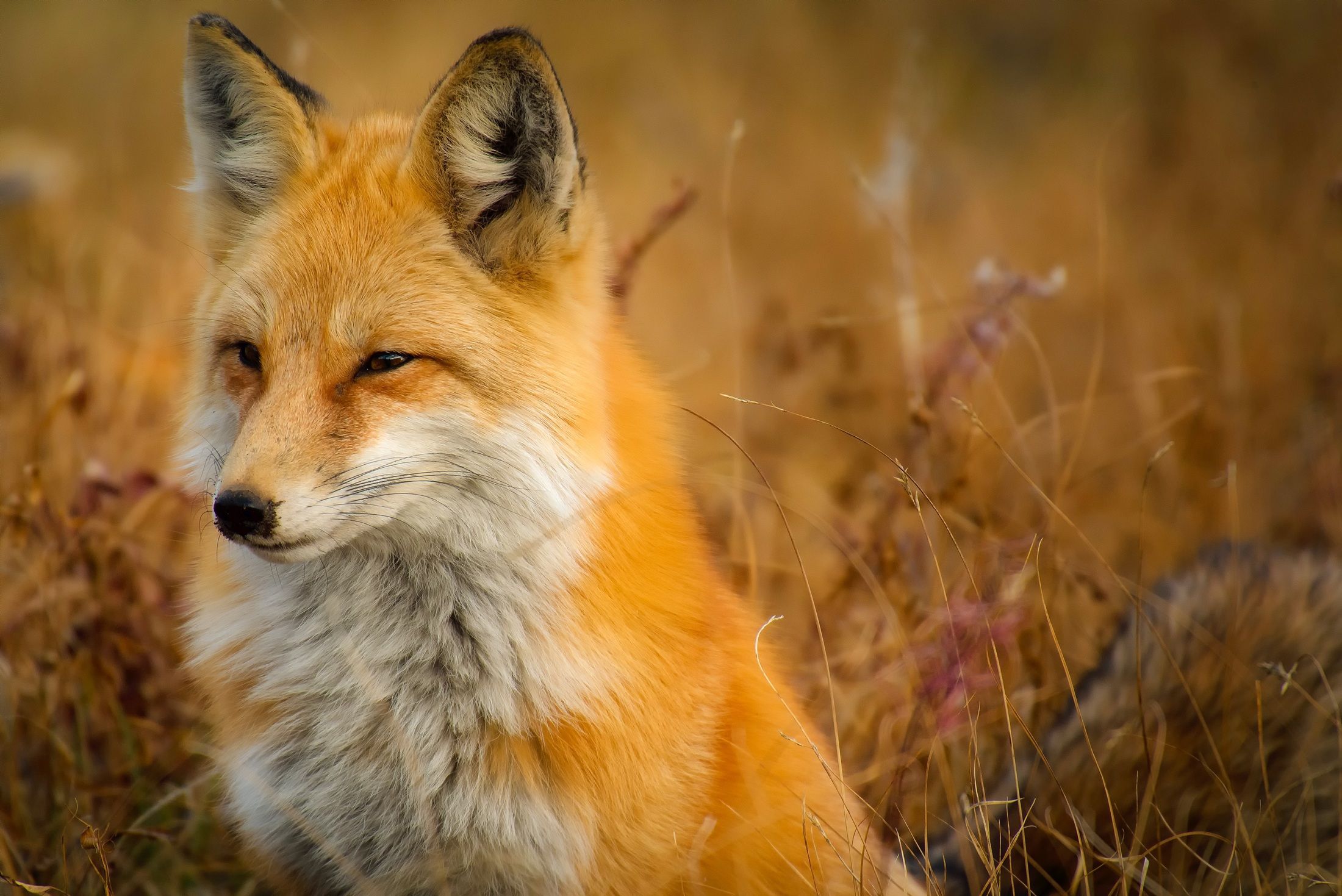 rotfuchs blavand dänemark