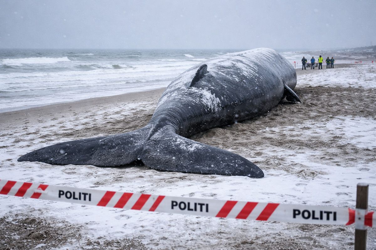 pottwale-in-dänemark-gestrandet-2026-04