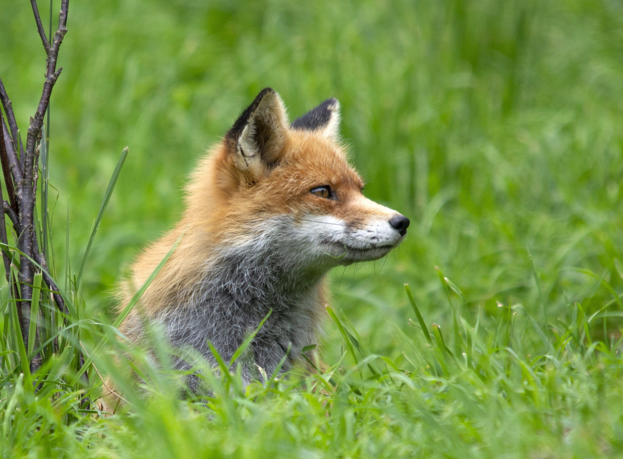 rotfuchs blavand dänemark