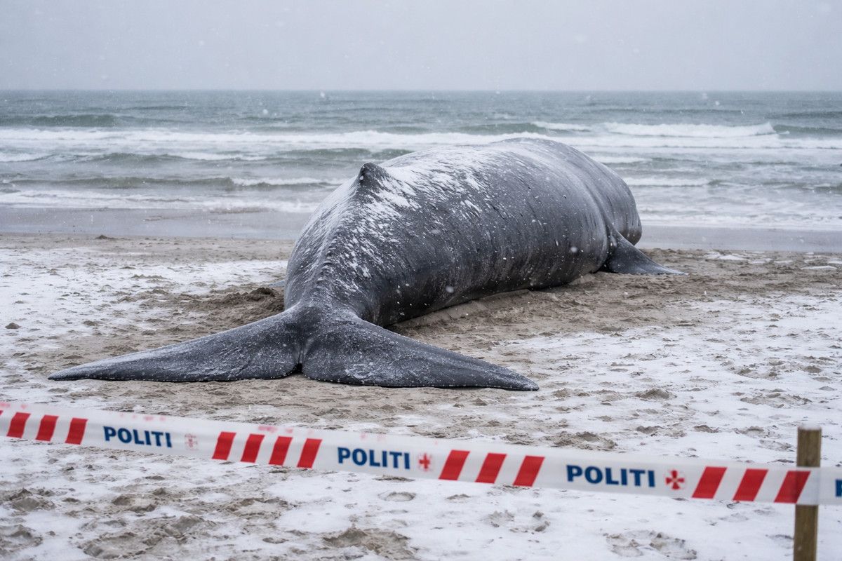 pottwale-in-dänemark-gestrandet-2026-02