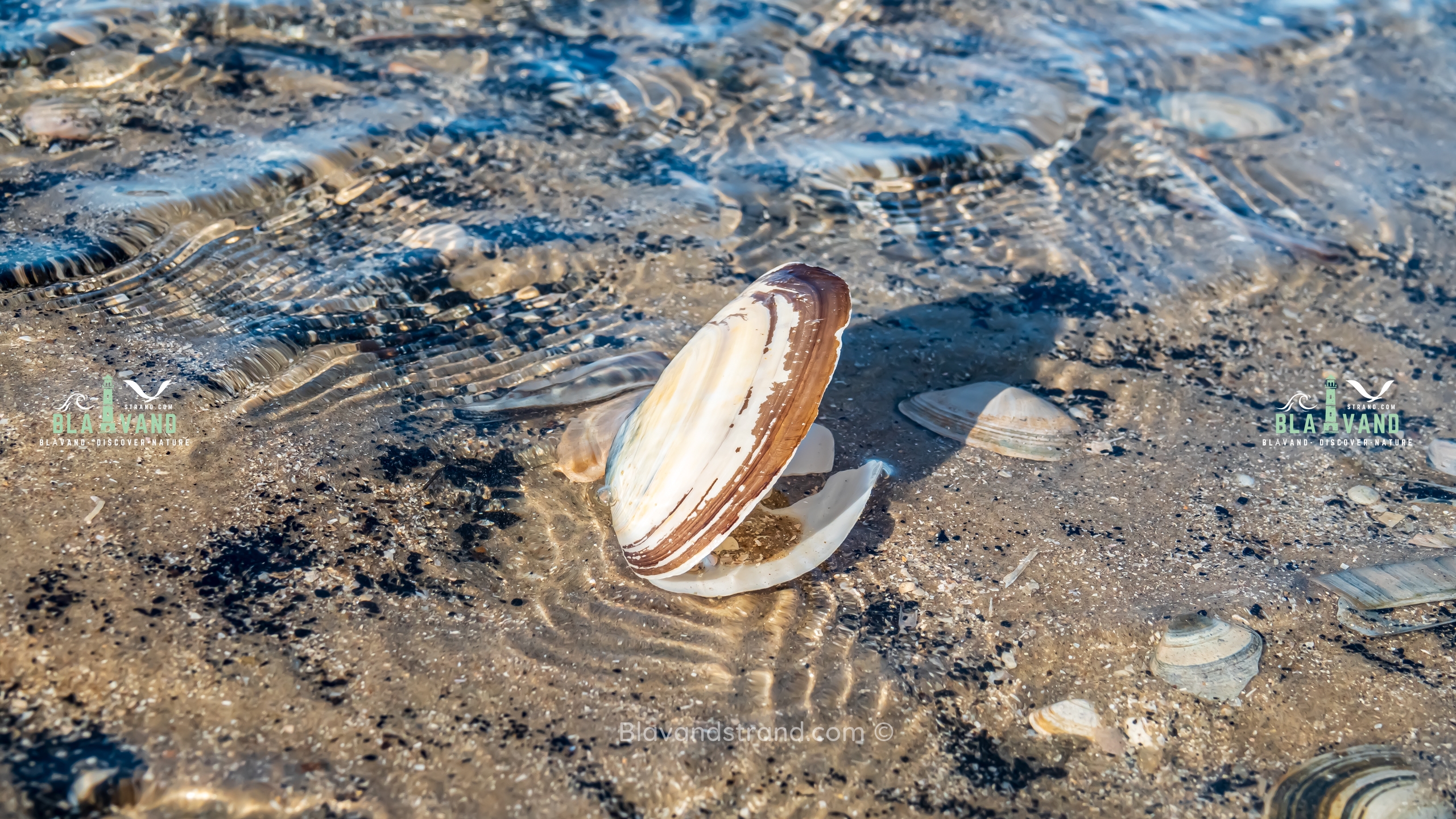 ebbe und flut dänemark