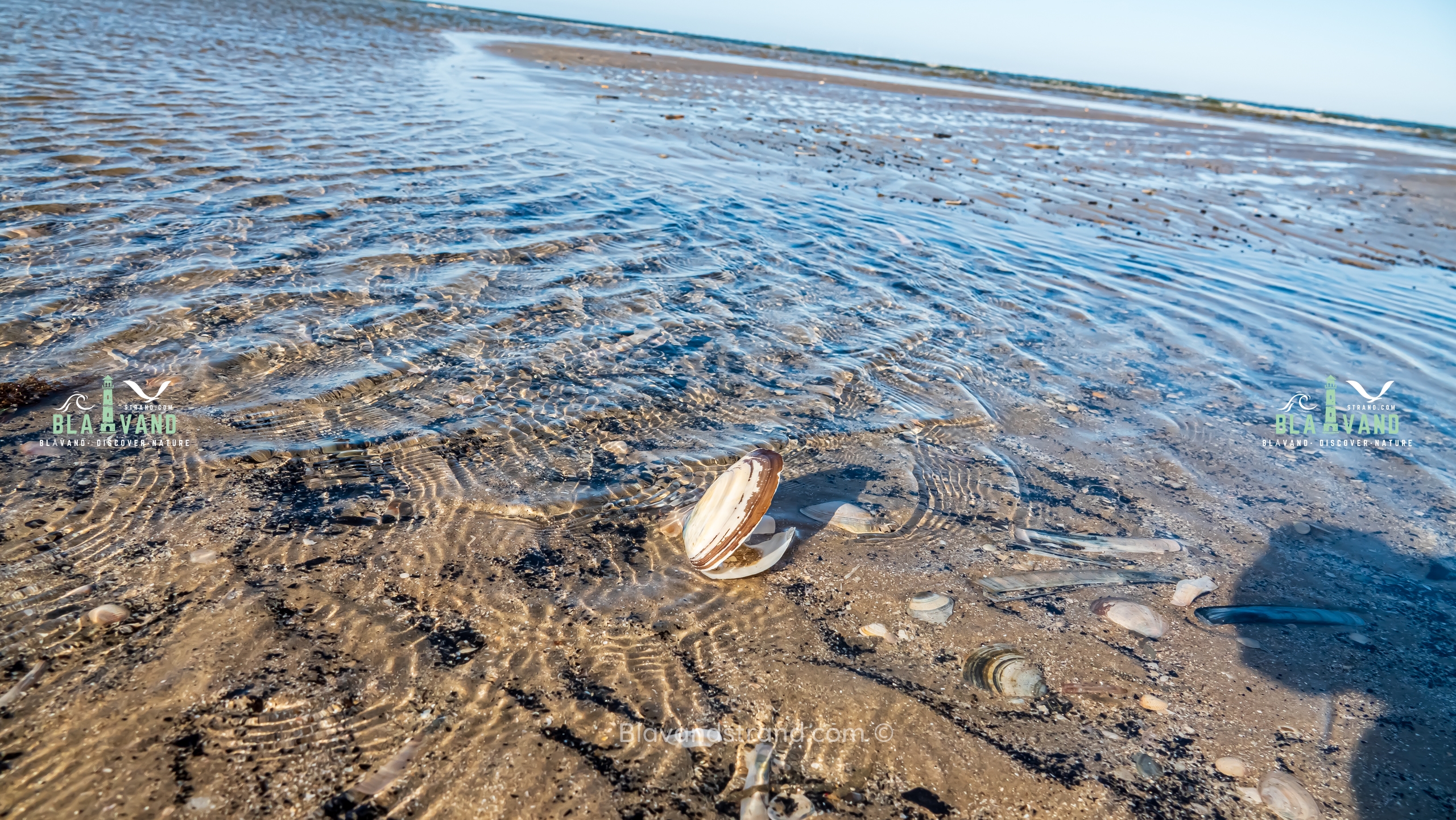 ebbe und flut dänemark