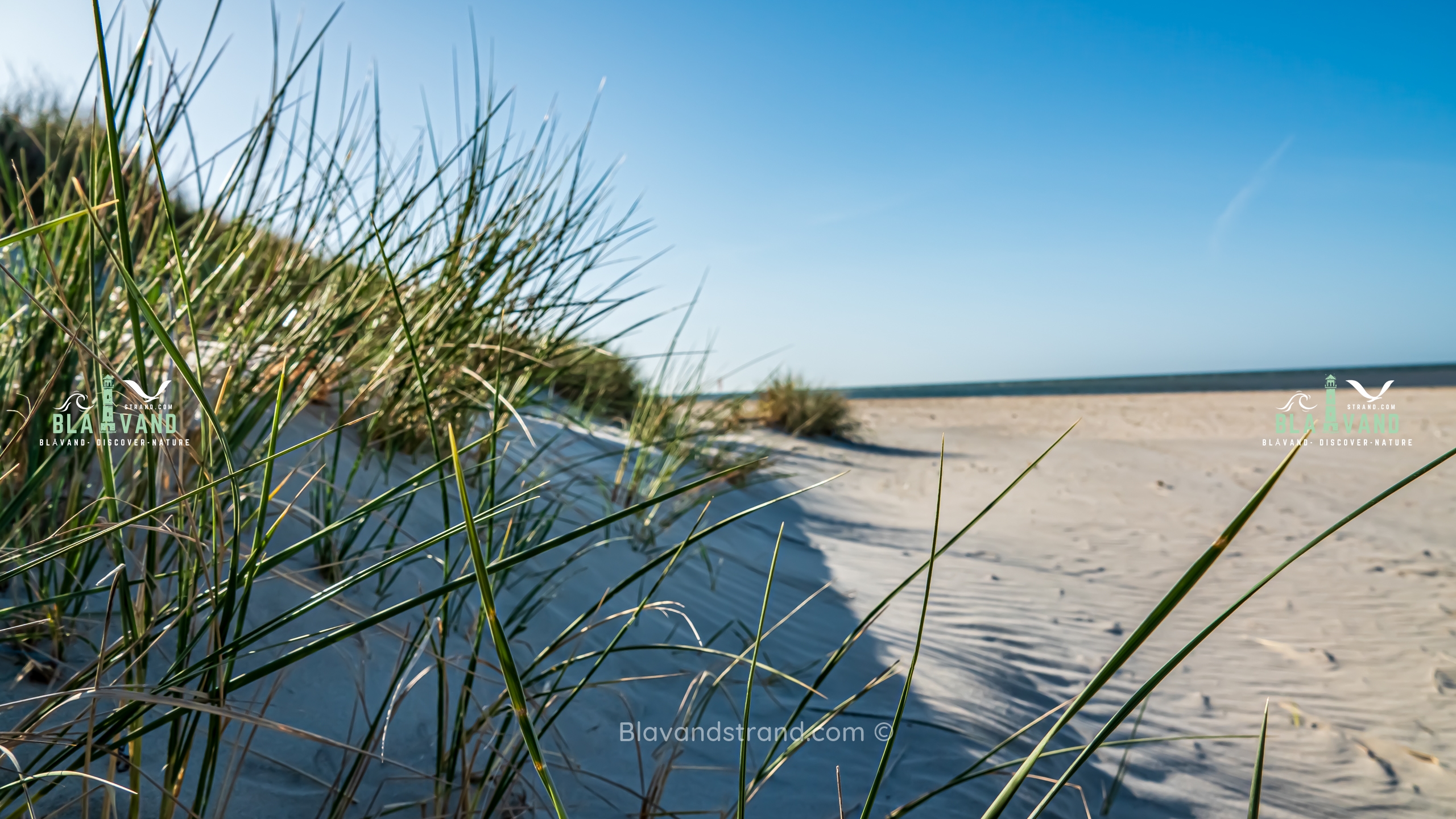 blavand strand