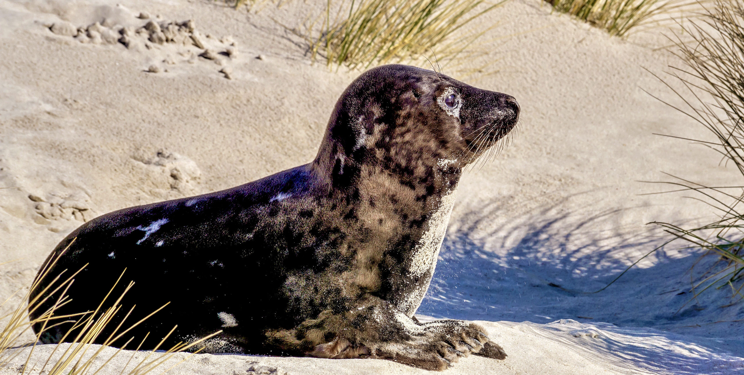 blavand seehunde