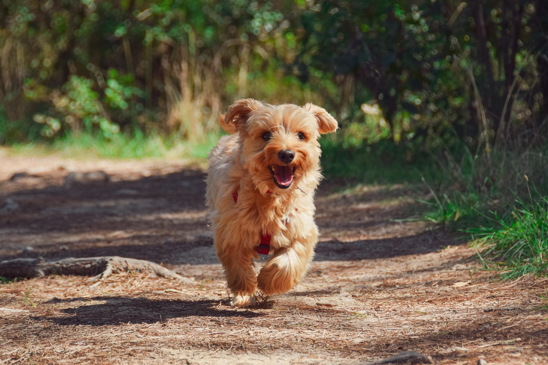 blavand hund leinenpflicht