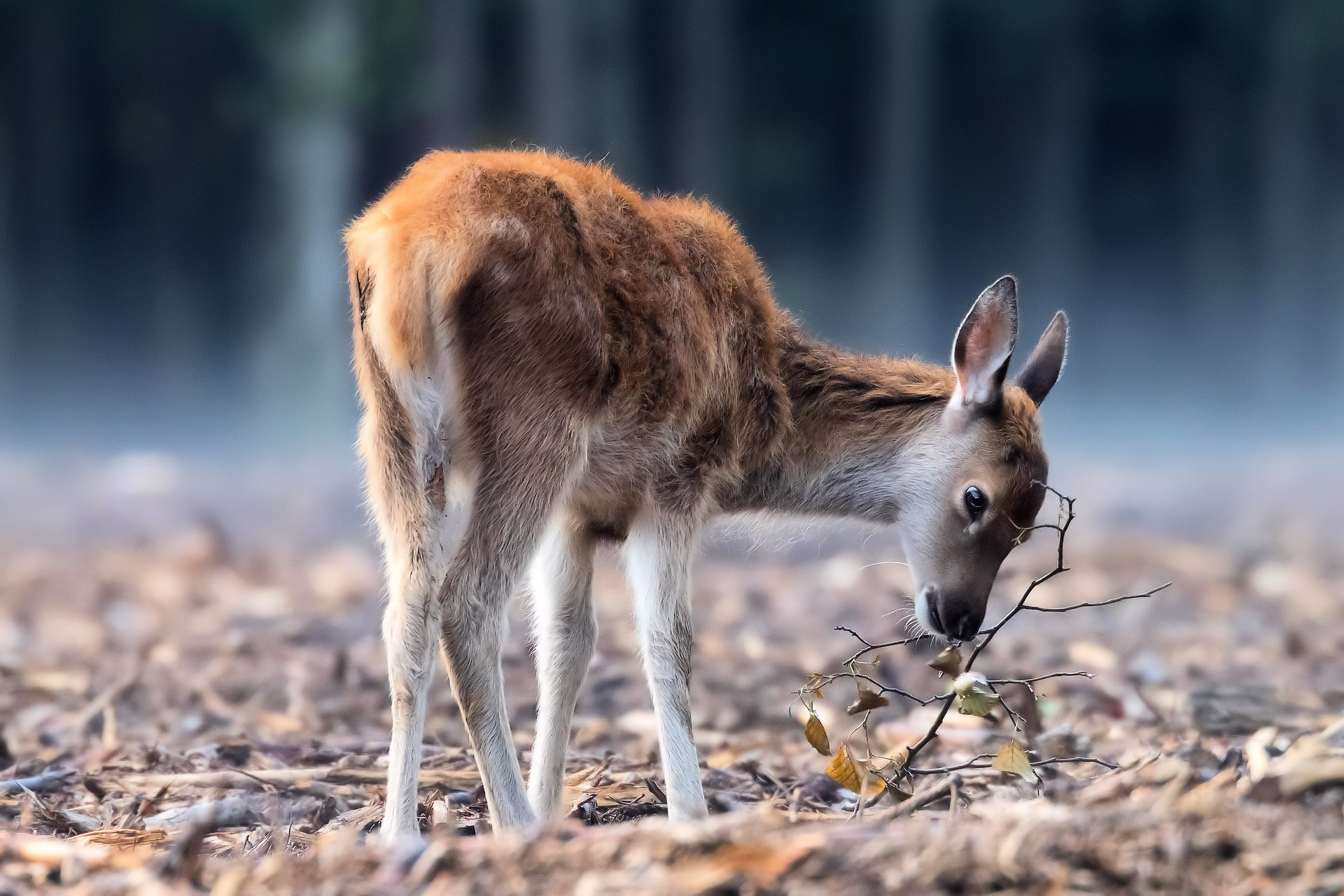 blavand rotwild rehe