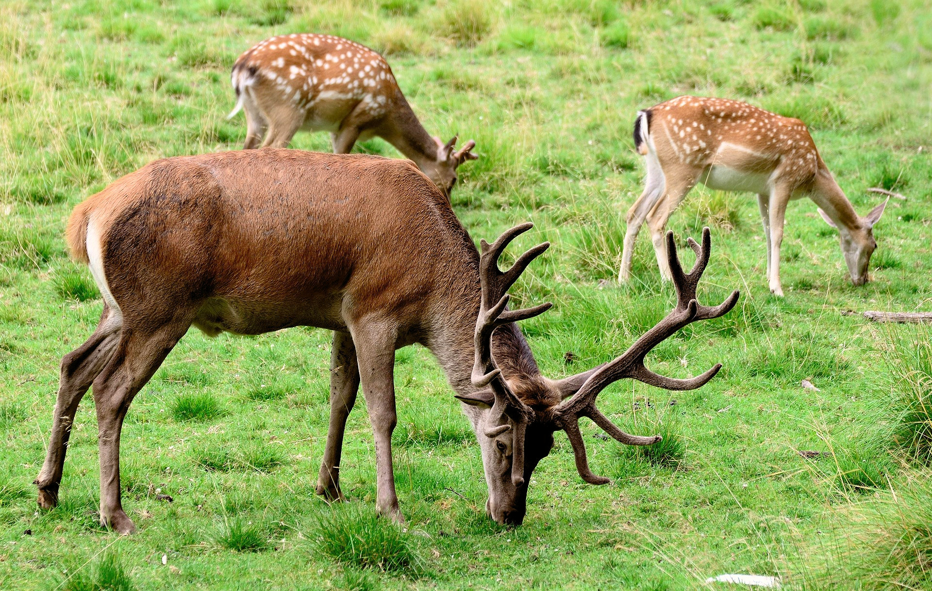 rehe-hirsche-blåvand-rotwildreservat-dänemark--2025-02