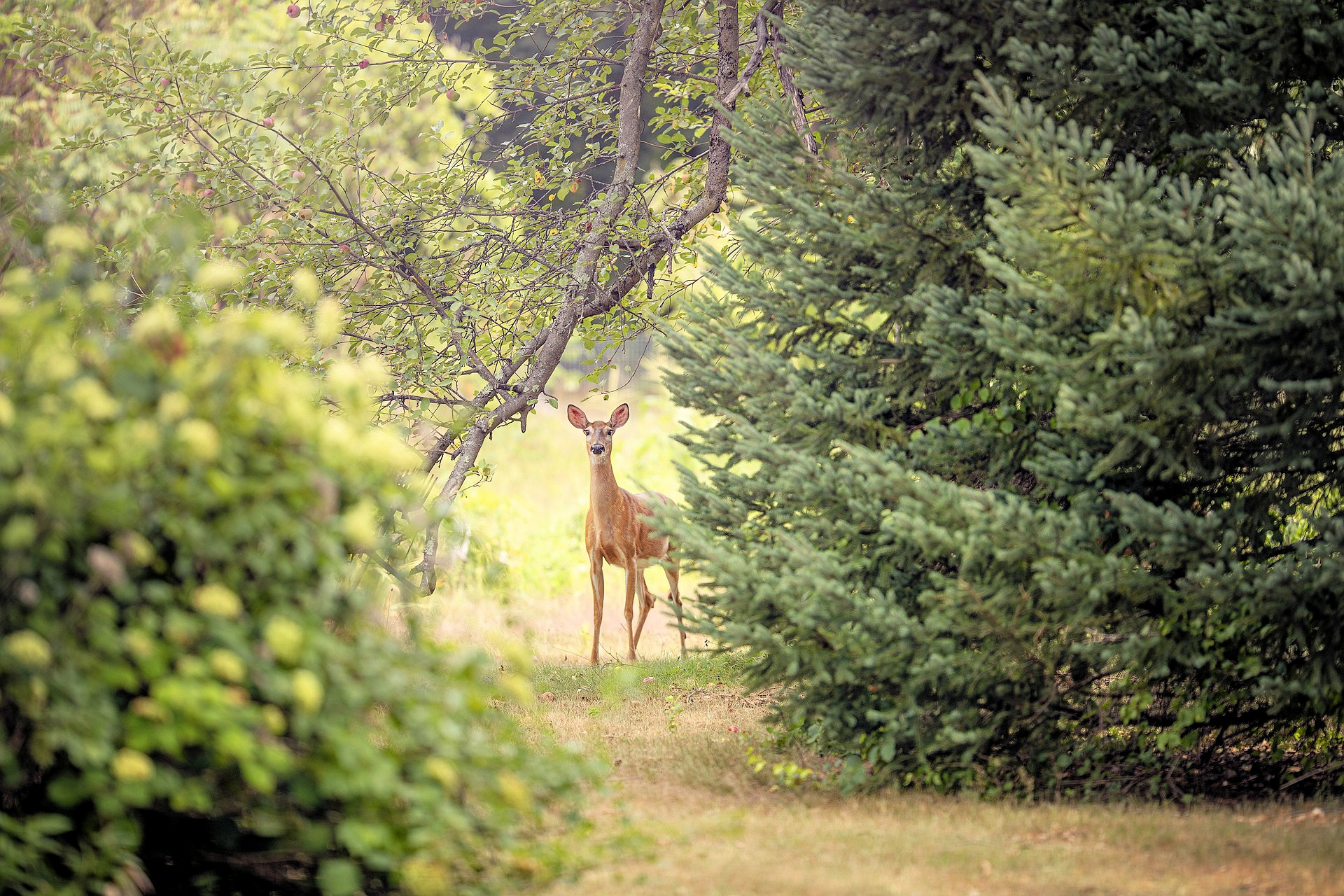 rehe-hirsche-blåvand-rotwildreservat-dänemark--2025-04