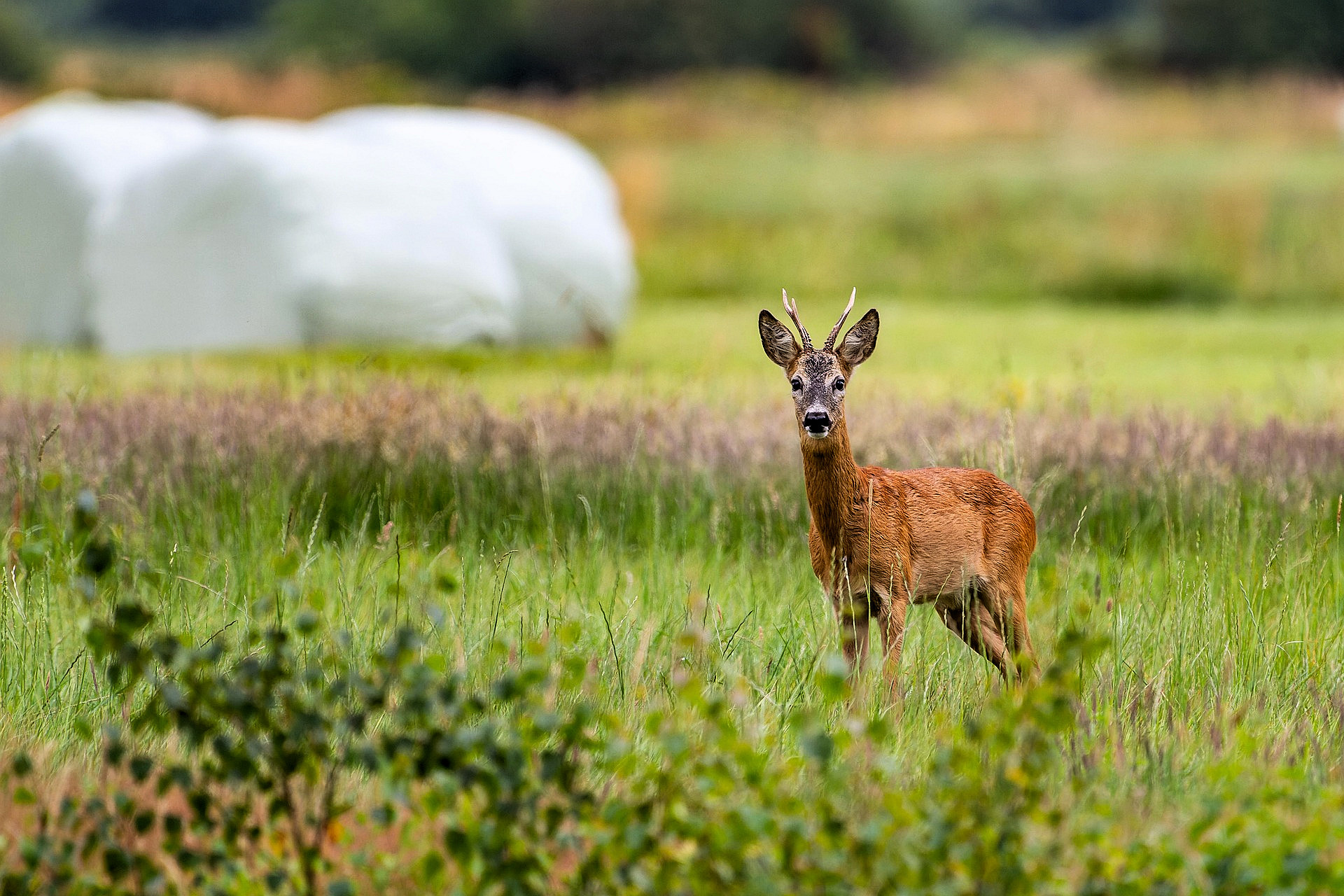 rehe-hirsche-blåvand-rotwildreservat-dänemark--2025-05
