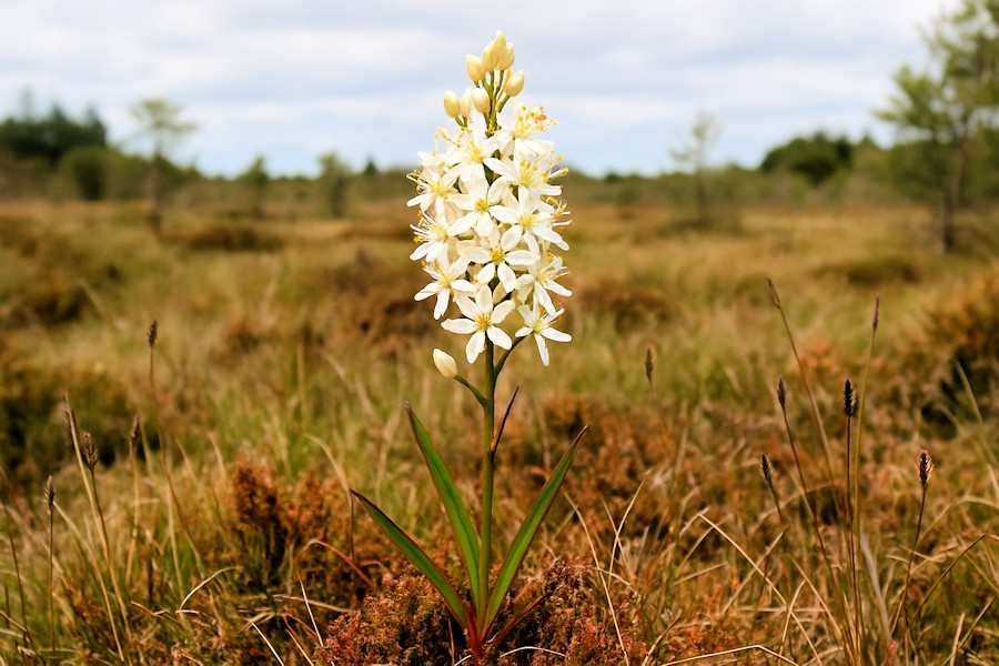 pflanze moorlilie in dänemark