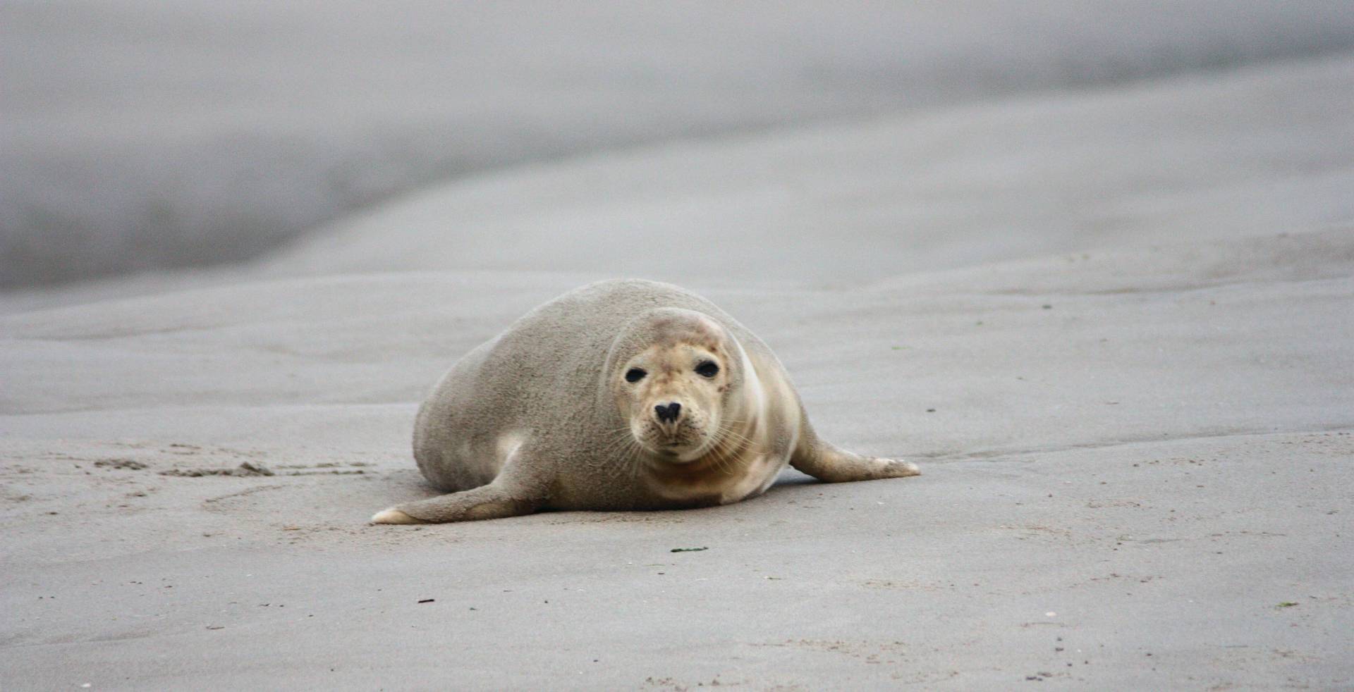 blavand seehunde