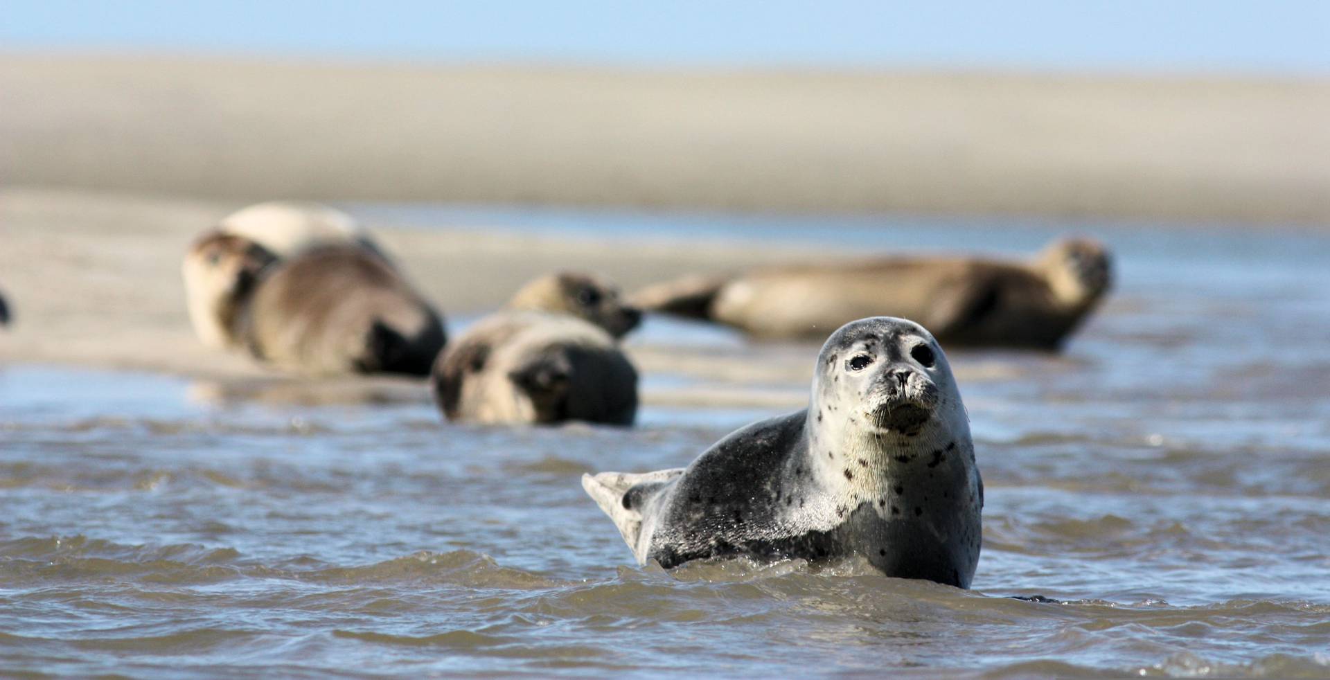 blavandstrand seehunde