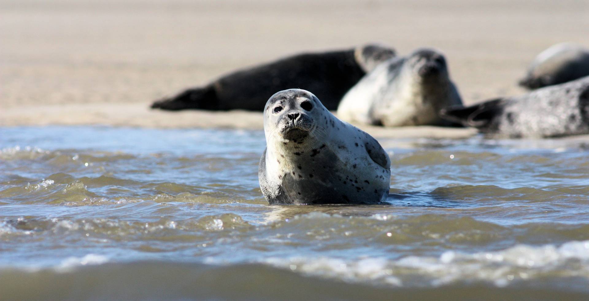blavand seehunde