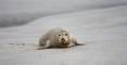 blavand strand seehunde